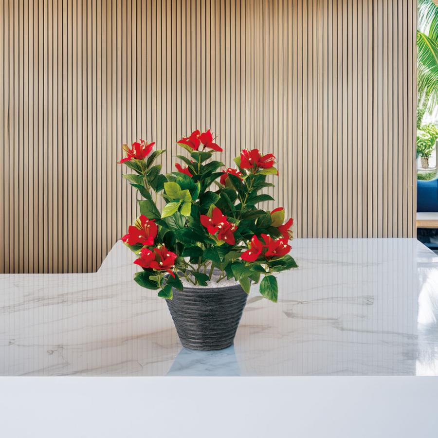 珍品　ブーゲンビレア　苗　限定品！　ブーゲンビリア　観葉植物　花木 ブーゲンビレア ブーゲンビリア 苗 花木 観葉植物 オ①