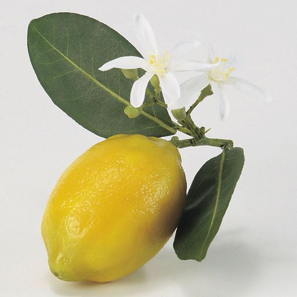 レモン 全長11cm 5個セット フェイクフード 食品サンプル 造花 檸檬 れもん 果物 野菜 装飾 ディスプレイ オブジェ 0360 人工観葉植物と造花の通販ケイシン 通販 Yahoo ショッピング