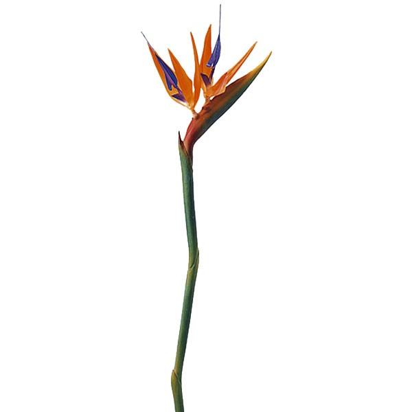 ストレリチア 造花 全長93cm 2本セット 極楽鳥花 アーティフィシャルフラワー 人工観葉植物 ストレチア A 人工観葉植物と造花の通販ケイシン 通販 Yahoo ショッピング