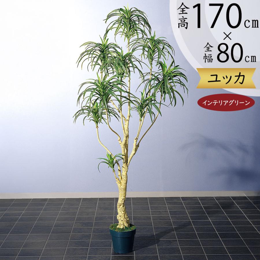 ドラセナ☆ユッカ☆大株 25green0301-1.jpg