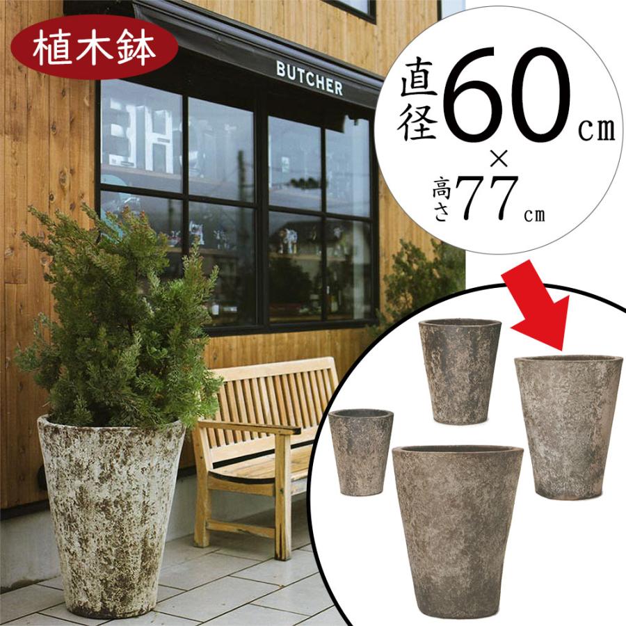 アビウ鉢植え特大110センチ3-1 花芽