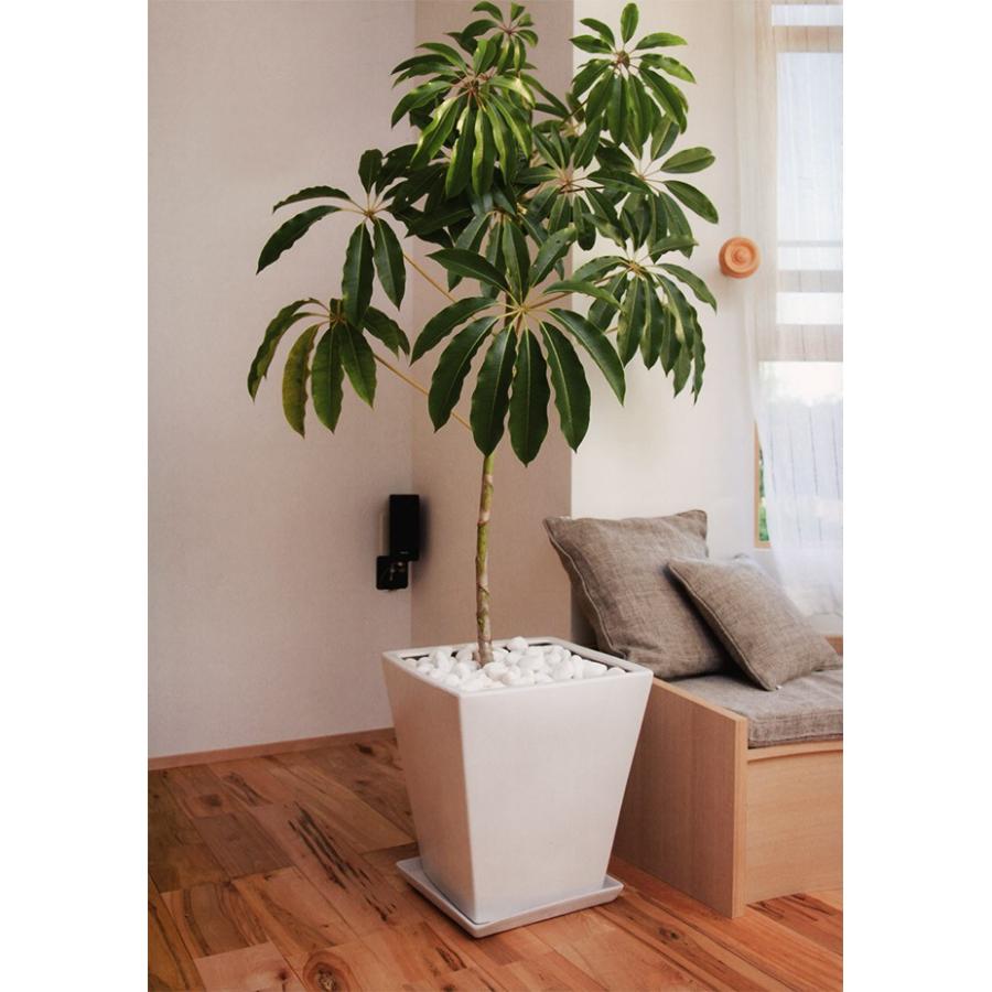 マルチング ストーン シャイニングホワイト 直径約2cm 10kgセット 1袋1kg 10袋 砂利 小石 石材 資材 敷き詰め用品 観葉鉢 Ap s 人工観葉植物と造花の通販ケイシン 通販 Yahoo ショッピング