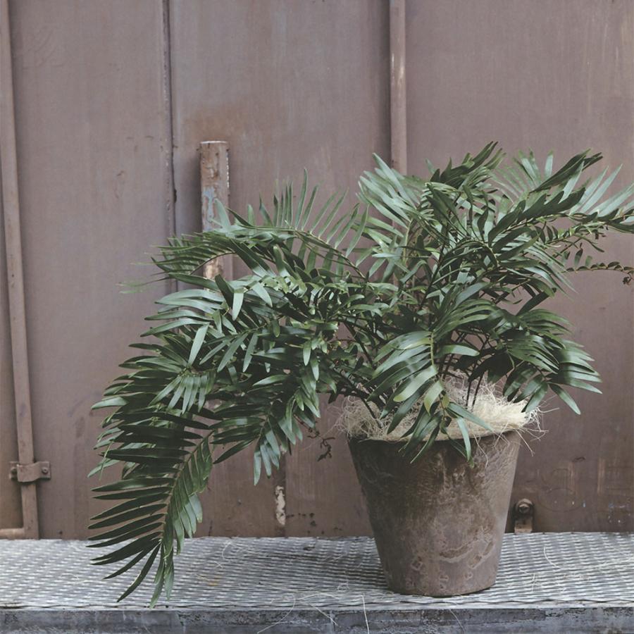 植木鉢 おしゃれ プランター 人気 おすすめ 園芸用品 観葉植物 緑 器