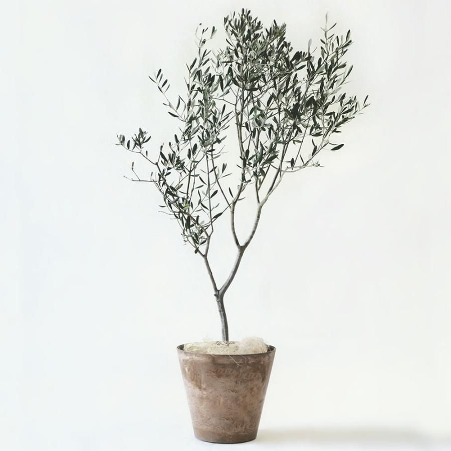 植木鉢 大型 おしゃれ プランター 人気 おすすめ 園芸用品 観葉植物