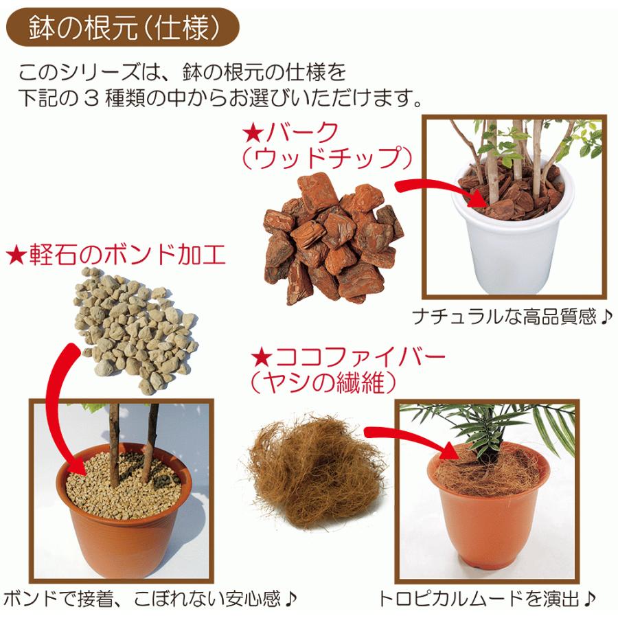 フェニックス 大型 観葉植物 人気 おしゃれ インテリアグリーン