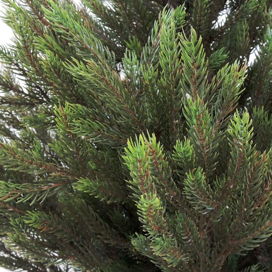 観葉植物 人気 おしゃれ 大型 もみの木 インテリアグリーン モミの木