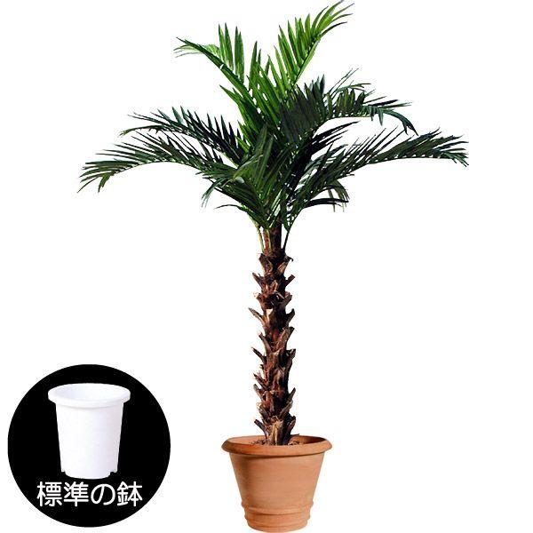 超特価激安 フェニックス 人工観葉植物 全高3 3m 大型 特大 ジャイアント パーム 配送制限あり ヤシ類 ロベヤシ 人工樹木 造花 フェイク Bst Pb 330 人工観葉植物と造花の通販ケイシン 通販 Yahoo ショッピング 楽天1位 Www Maxipiso Com Ar