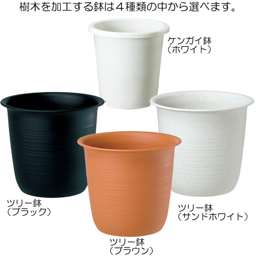 【メール便】 観葉植物 おしゃれ 大型 竹 インテリアグリーン 黒竹 フェイクグリーン 5本立 2.1m 【EIM8069436873】(28673円)