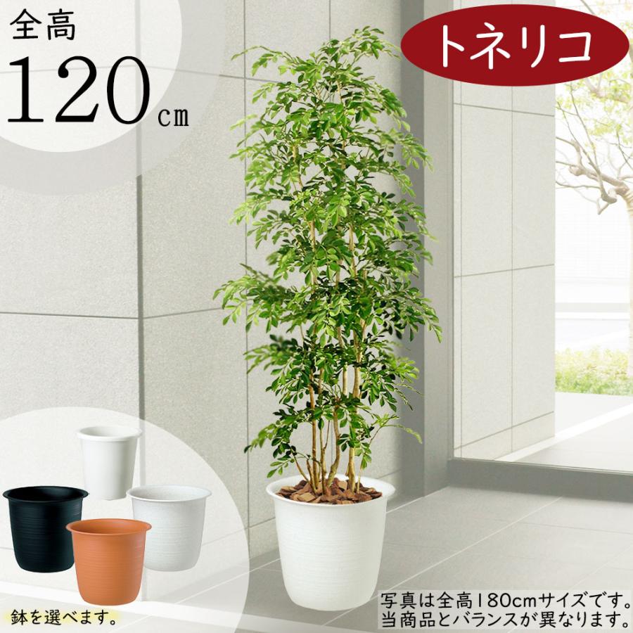 トネリコ フェイクグリーン 人気 人工観葉植物 おしゃれ リアル