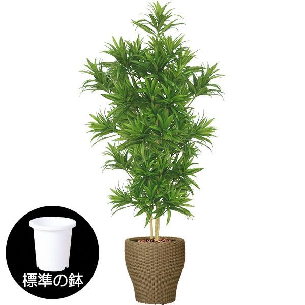 ドラセナ 人工観葉植物 全高1 8m ソング オブ インディア グリーン 斑入り レフレクサ 人工樹木 造花 インテリアグリーン フェイクグリーン Web限定