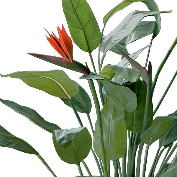 ストレリチア ストレチア 観葉植物 おしゃれ 人気 インテリア ストレリチア ストレチア 観葉植物 おしゃれ 人気 インテリア