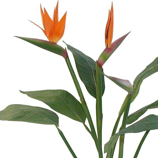 ストレリチア 人工観葉植物 全高95cm 花付き(レギネ 極楽鳥 