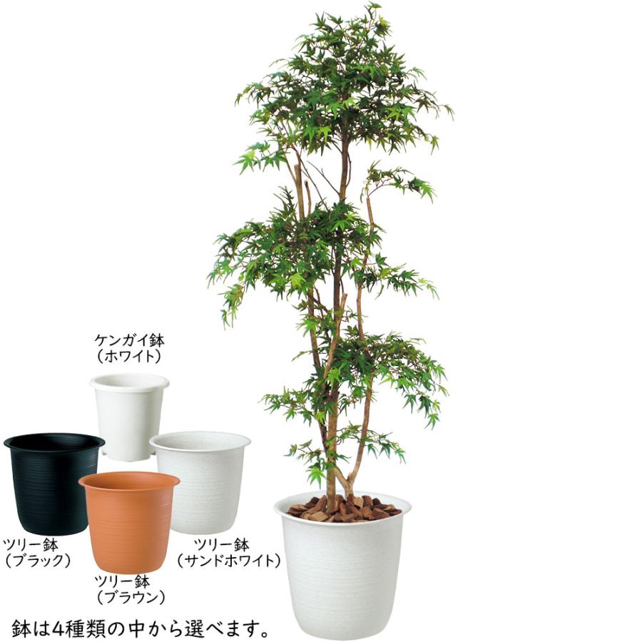 もみじ モミジ 大型 青紅葉 おしゃれ インテリアグリーン フェイク