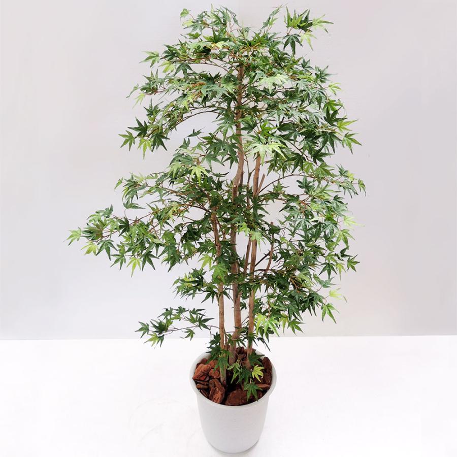 その他観葉植物 Momiji 99014tk-z1.jpg