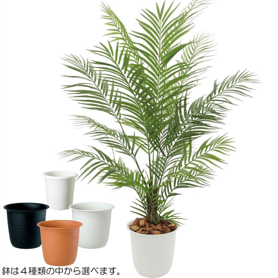 アレカヤシ 観葉植物 人気 おしゃれ インテリアグリーン アレカヤシ 観葉植物 人気 おしゃれ インテリアグリーン