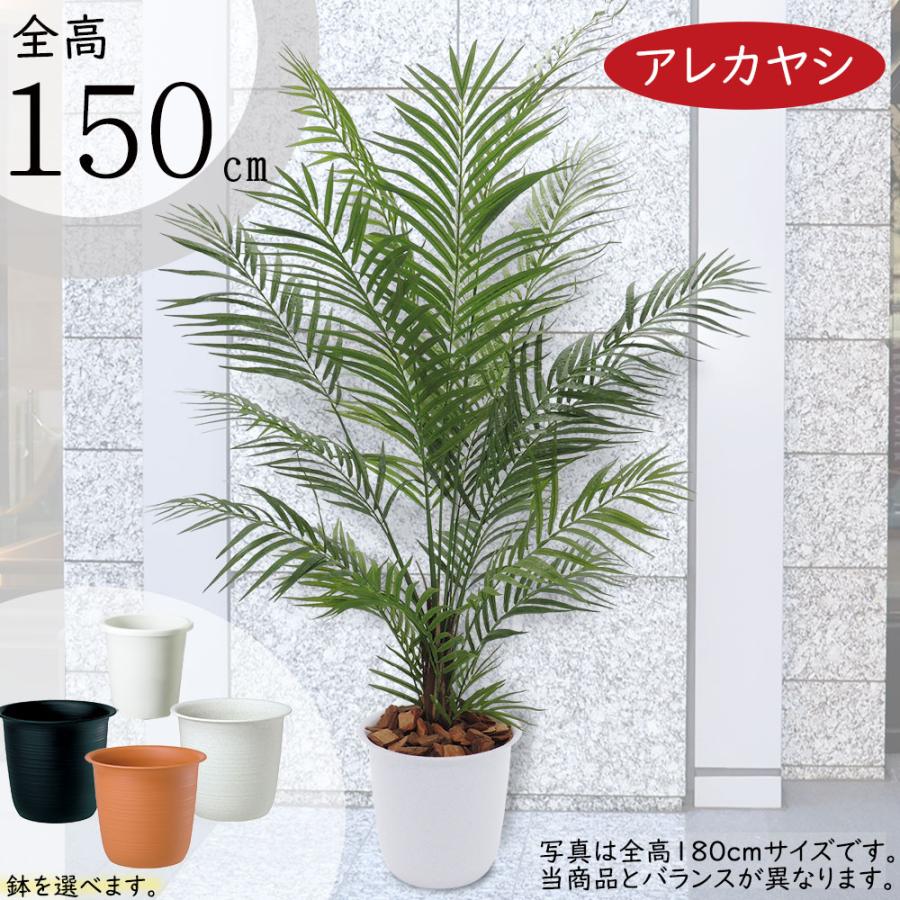 ③【処分価格】新品 アレカヤシ(195cm) 人工観葉植物 フェイクグリーン