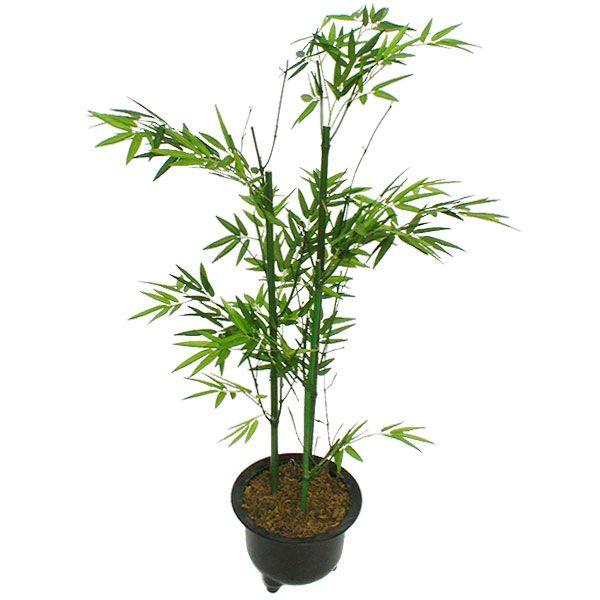 内祝い 青竹 3本立 人工観葉植物 全高1 0m 竹 バンブー 笹の葉 人工樹木 造花 インテリアグリーン フェイクグリーン Bst0043 Gr 人工観葉植物と造花の通販ケイシン 通販 Yahoo ショッピング 開店祝い Mobile Scotturb Com