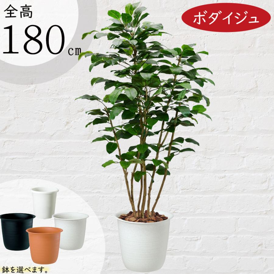 全高1 8m ボダイジュ 配送制限あり 人工観葉植物 人工樹木 造花 インテリアグリーン フェイクグリーン 菩提樹 Bst0048 180 人工観葉植物と造花の通販ケイシン 通販 Yahoo ショッピング