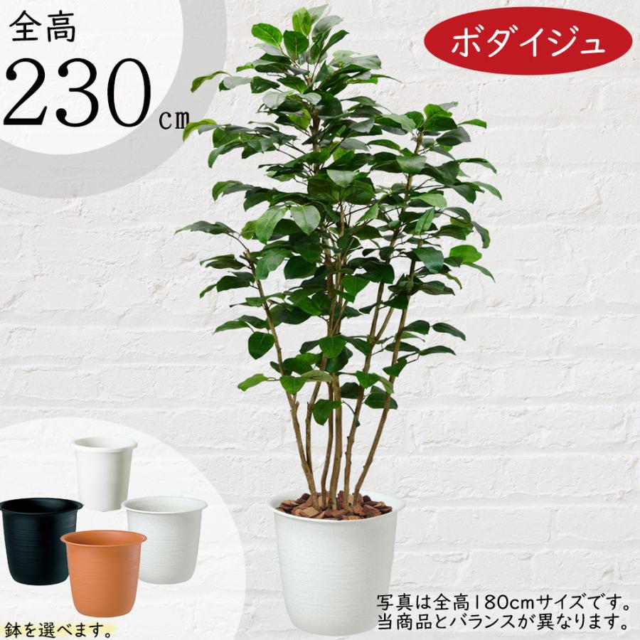 好評 配送制限あり 人工観葉 フェイクグリーン 菩提樹 大型 菩提樹 人工観葉植物 全高2 3m 配送制限あり ボダイジュ 人工樹木 造花 インテリアグリーン フェイクグリーン Bst0048 230 人工観葉植物と造花の通販ケイシン 売筋品 の