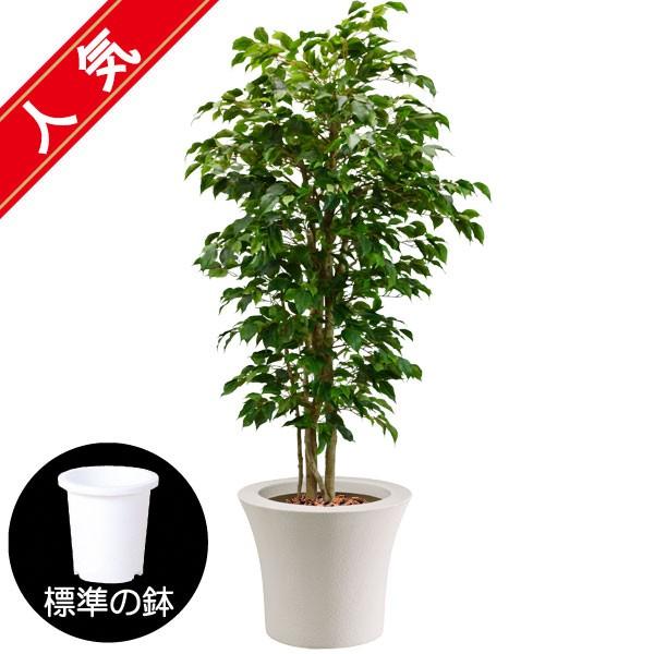 限定価格セール 全高2 3m クラシック フィカス 配送制限あり 造花 フェイクグリーン 大型 人工観葉 植木 樹木 ベンジャミン 偽物 装飾 Bst0052 230 数量は多 Www Gran Gusto It