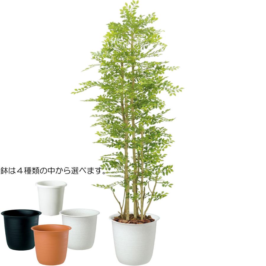 【直接引き取りのみ】トネリコ　大型　観葉植物　園芸用品セット keishin_98969tk