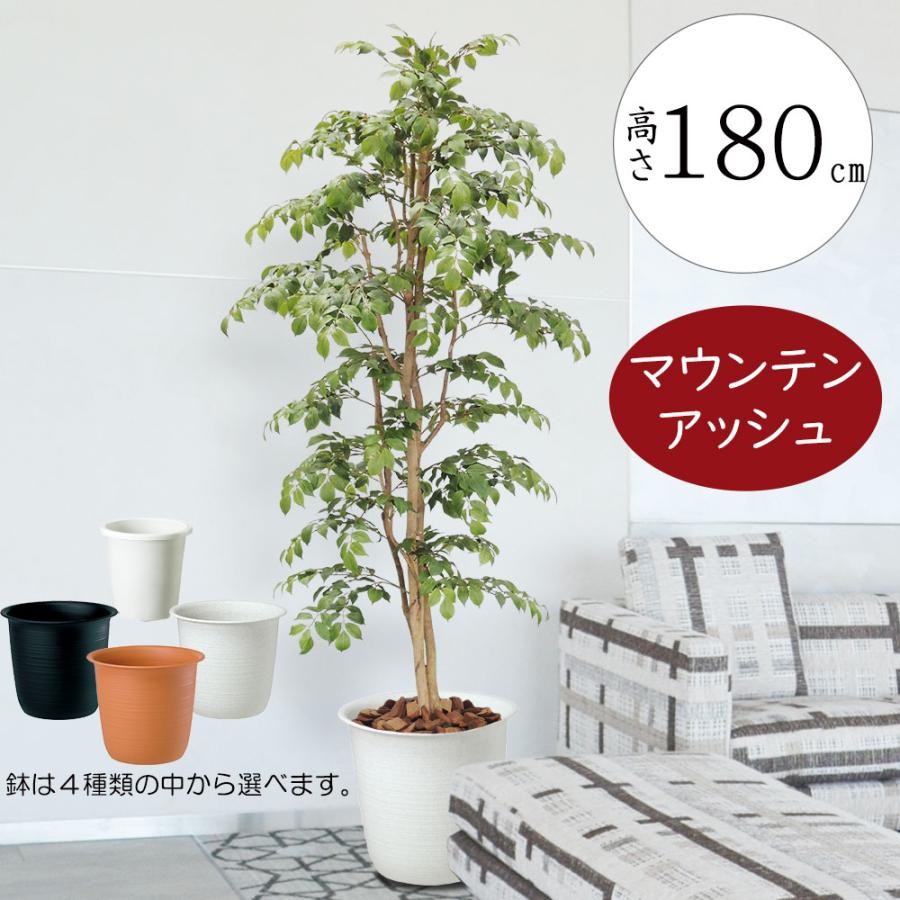 観葉植物 大型 陶器鉢 全長 180cm インテリアグリーン 大型 おしゃれ 