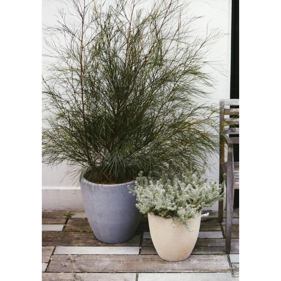 ラウンド | コルテス | 植木鉢・テラコッタとプランターの通販専門店 | BARGE 花・観葉植物用ポット コーテス ラウンド S 30/A グレー（1個入り）ct-101h10e [KTp169] 中型ポット （代引