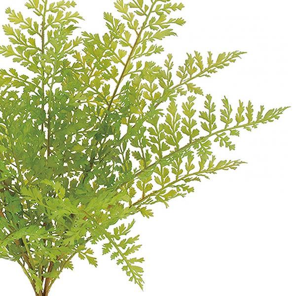 人工観葉植物 全長45cm フレッシュ ファーン ブッシュ 4本セット シダ植物 ファン 造花 花材 フェイクグリーン アレンジ D Leb 86 人工観葉植物と造花の通販ケイシン 通販 Yahoo ショッピング