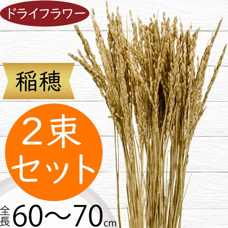 稲穂 ドライフラワー おしゃれ 天然素材 ゴールド 観葉植物 ナチュラル