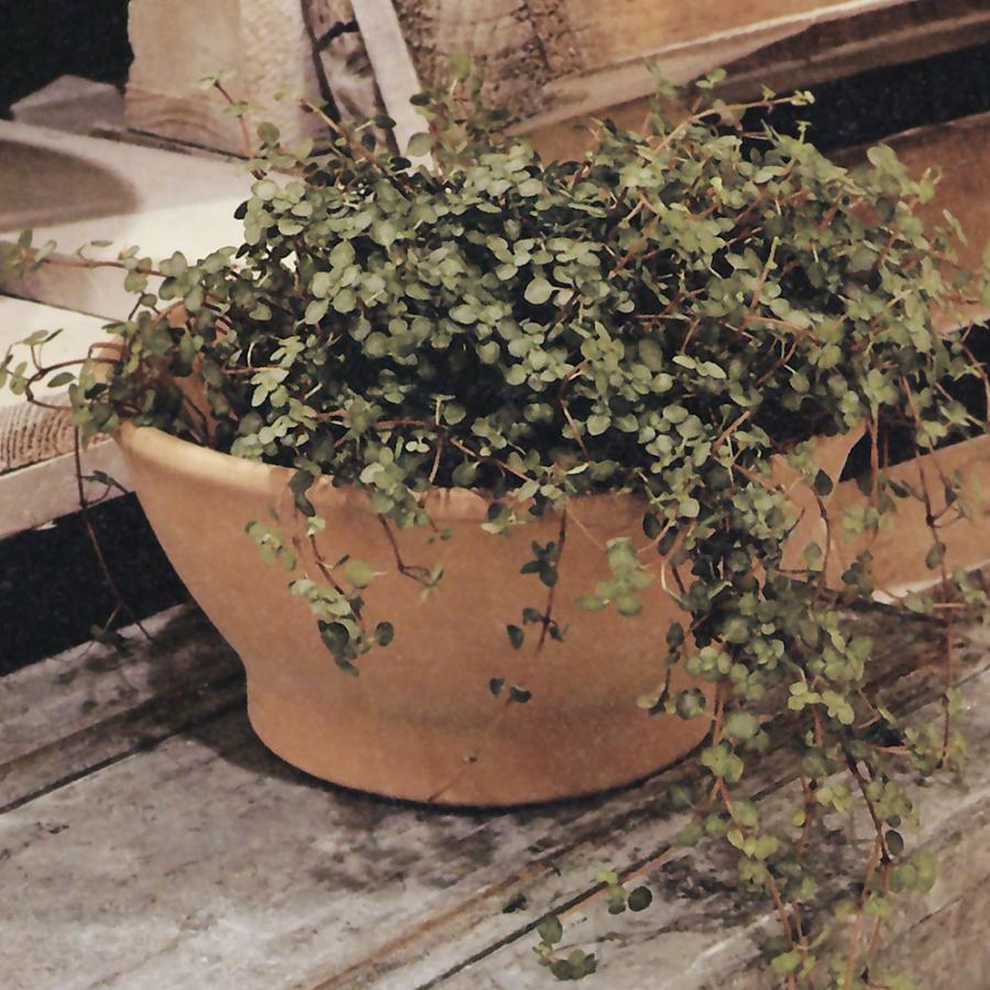 植木鉢 テラコッタ おしゃれ プランター おすすめ 陶器 素焼き 園芸