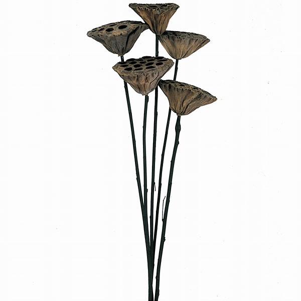 好評 ドライフラワー ハス ステム付き 全長60 70cm 2束セット 1束5本 2束 蓮の実 ロータス 天然素材 自然素材 花材 アレンジ tk