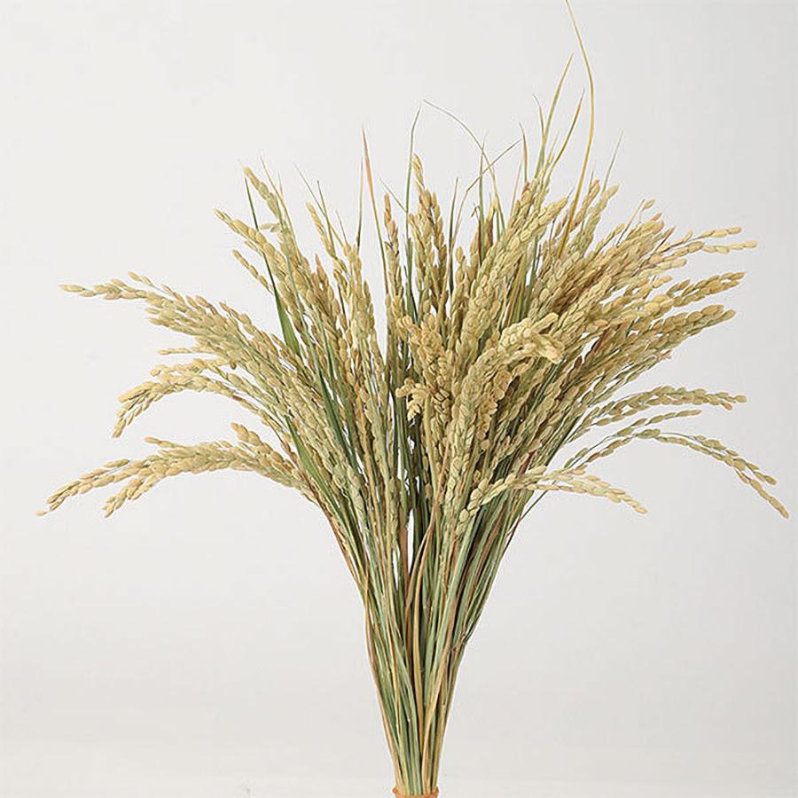 ネイティブ ドライフラワー オブジェ インテリア 60cm 稲穂 ドライフラワー おしゃれ 天然素材 観葉植物 ナチュラル