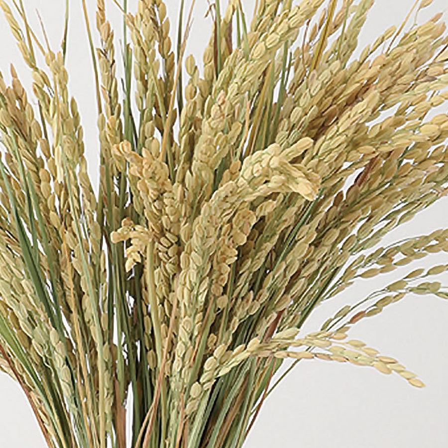 稲穂 ドライフラワー おしゃれ 天然素材 観葉植物 ナチュラル
