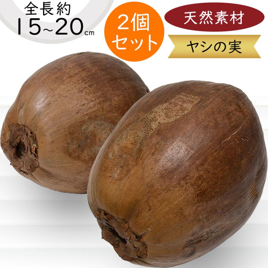 好評 天然素材 ヤシの実 全長15 cm 2個セット フェイクフード 食品サンプル ココナッツ ココヤシ 椰子の実 果実 装飾 ディスプレイ オブジェ K Nd0400 Do 人工観葉植物と造花の通販ケイシン 通販 Yahoo ショッピング