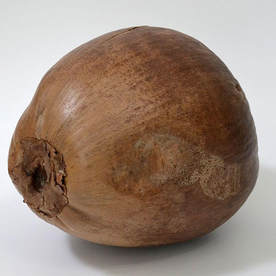 ヤシの実 人気 ココナッツ ヤシ類 ココヤシ 天然素材 自然素材 リアル