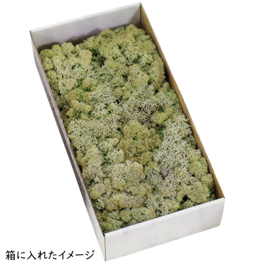 プリザーブドフラワー 苔 モス おしゃれ 観葉植物 人気 アイランドモス