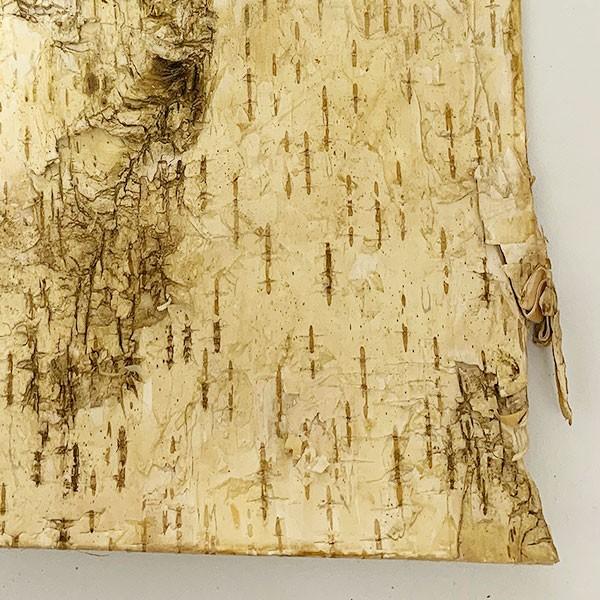 ドライフラワー 白樺皮 正方形l 口cm 8枚セット 天然素材 自然素材 シラカバの皮 フラワーアレンジメント Dt 人工観葉植物と造花の通販ケイシン 通販 Yahoo ショッピング