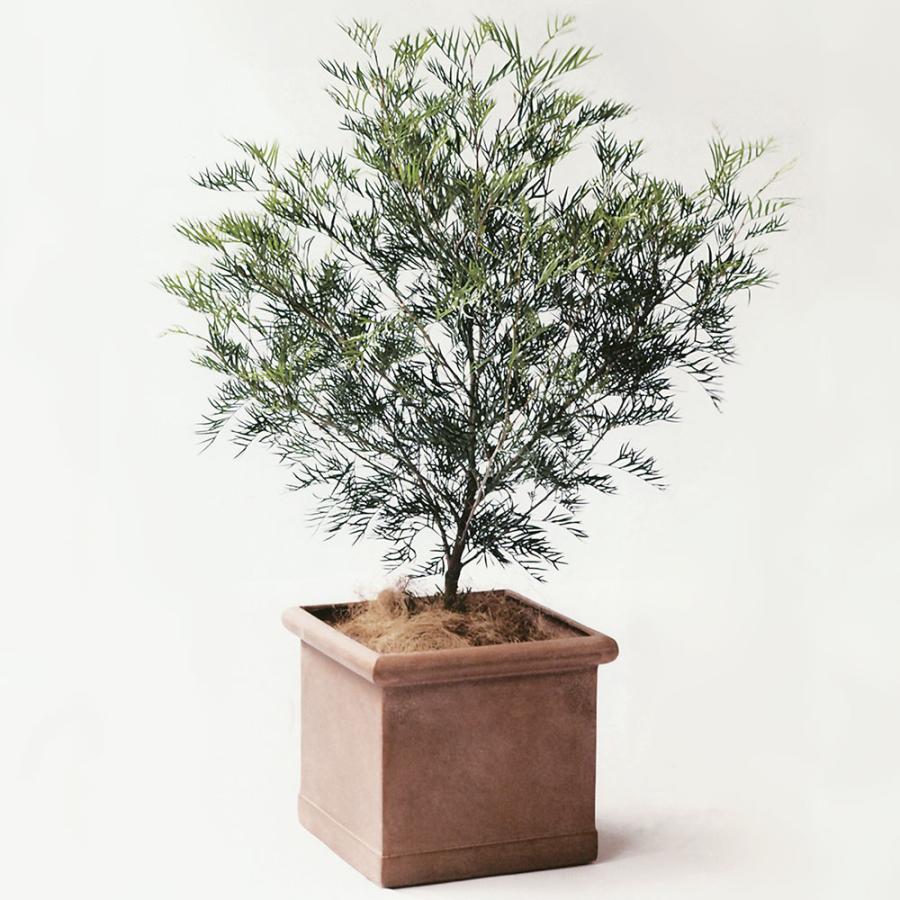 松 盆栽 四角形鉢 58cm ➉ 【公式通販】