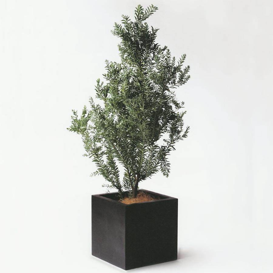 植木鉢 おしゃれ 大型 プランター 観葉植物 FRP キューブ 四角 