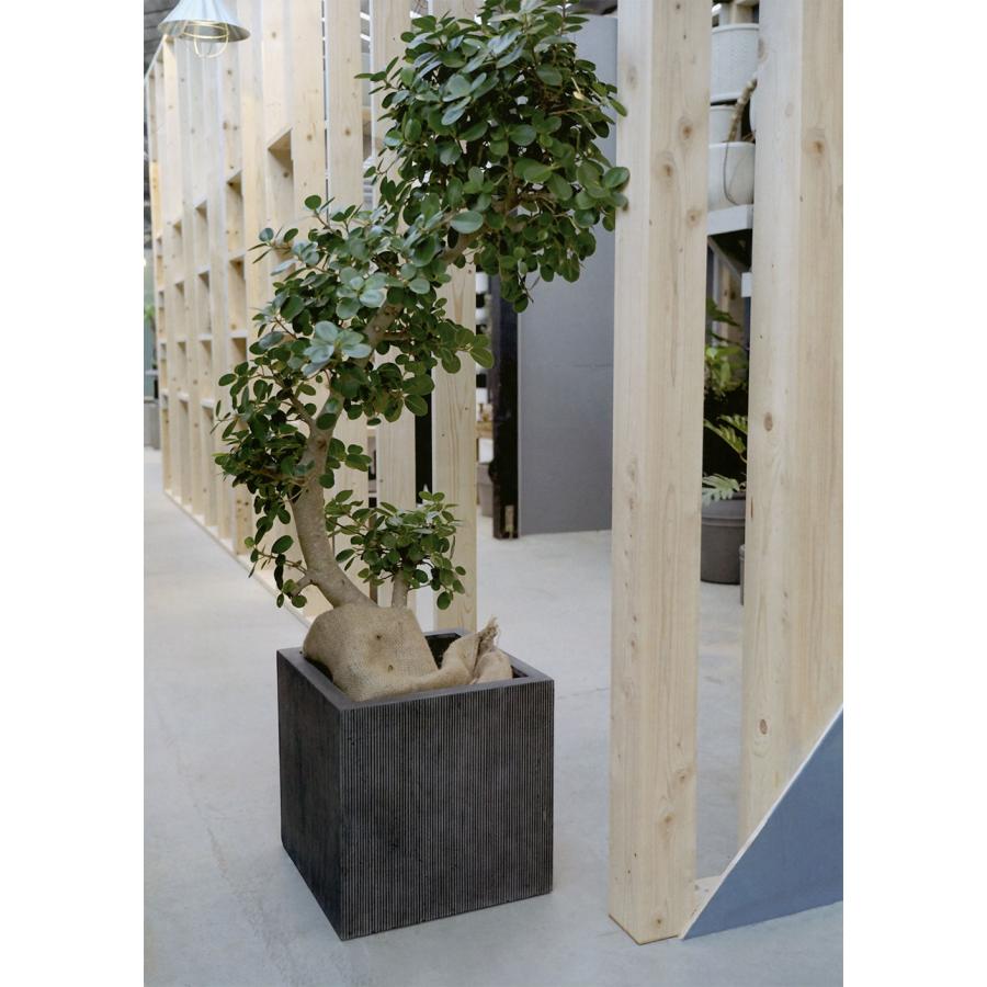 植木鉢 おしゃれ 大型 人気 おすすめ FRP プランター 観葉植物 園芸鉢 インテリア お洒落 エンバス キューブ 四角 ボックス ホワイト ブラック 白 黒 特大 16号の画像