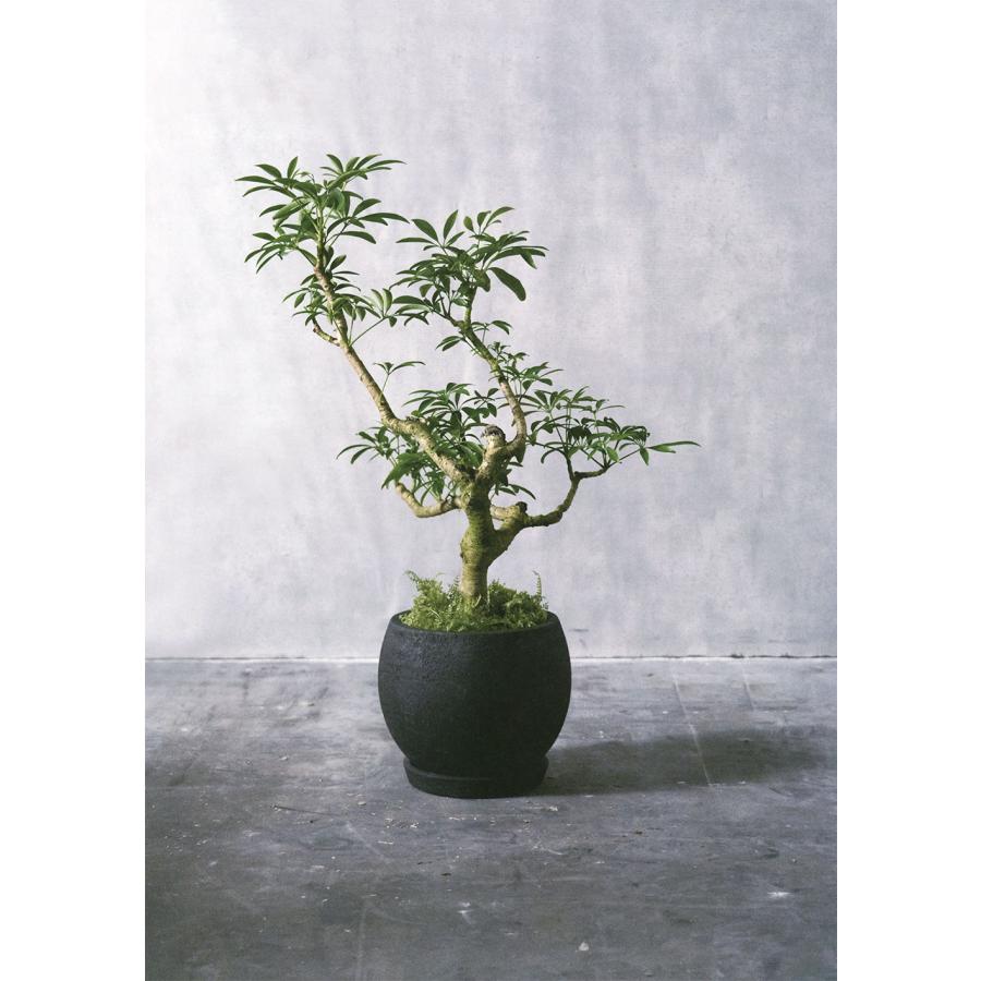 テラコッタ 植木鉢 おしゃれ 人気 おすすめ プランター 観葉植物 園芸