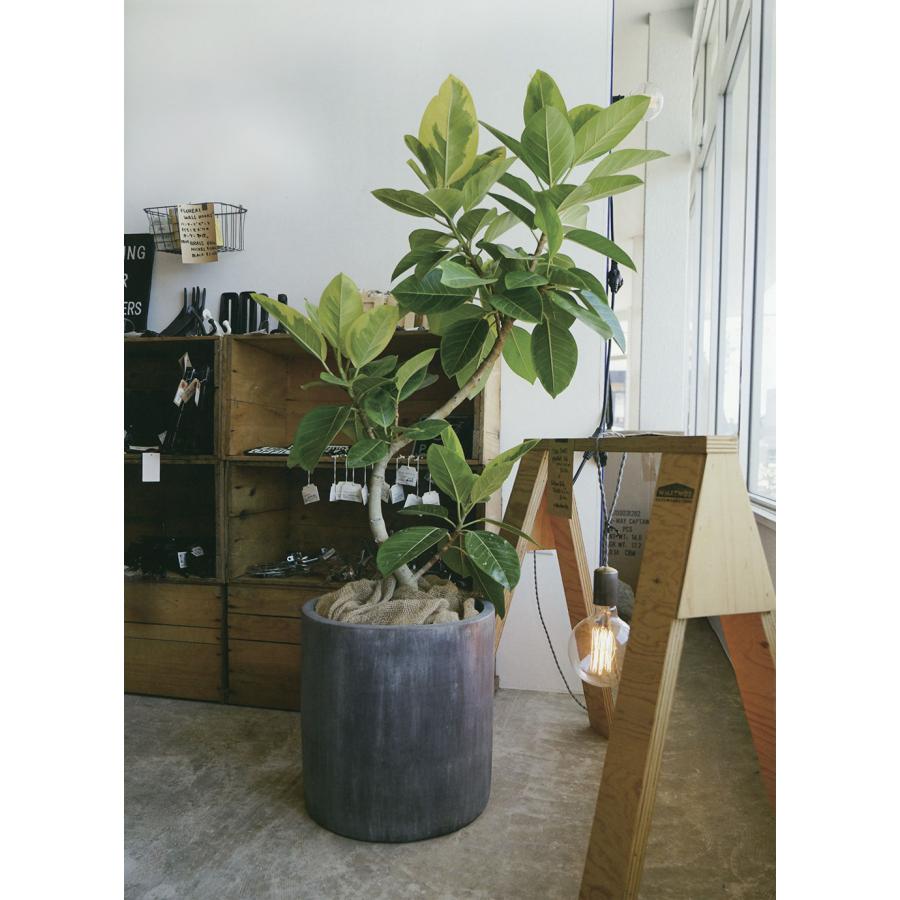 植木鉢 テラコッタ おしゃれ 大型 プランター 人気 おすすめ 植木鉢 テラコッタ おしゃれ 大型 プランター 人気 おすすめ
