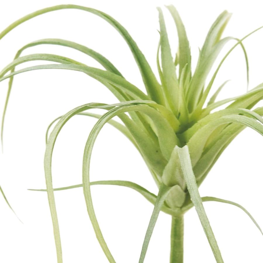 ティランジア チランジア エアプランツ おしゃれ 人気 リアル