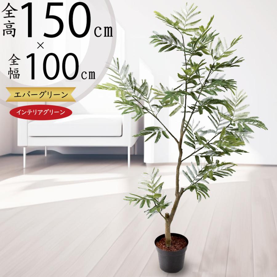 インテリアグリーン おしゃれ 人気 リアル おすすめ 観葉植物 インテリアグリーン おしゃれ 人気 リアル おすすめ 観葉植物