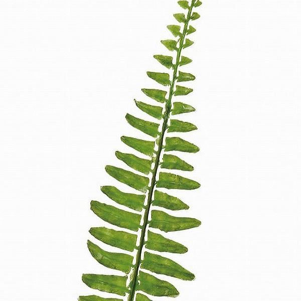 好評 玉シダ 全長38cm 48本セット 1束12本 4束 タマシダ 造花 フェイクグリーン 人工観葉植物 インテリアグリーン Fg40 人工 観葉植物と造花の通販ケイシン 通販 Yahoo ショッピング