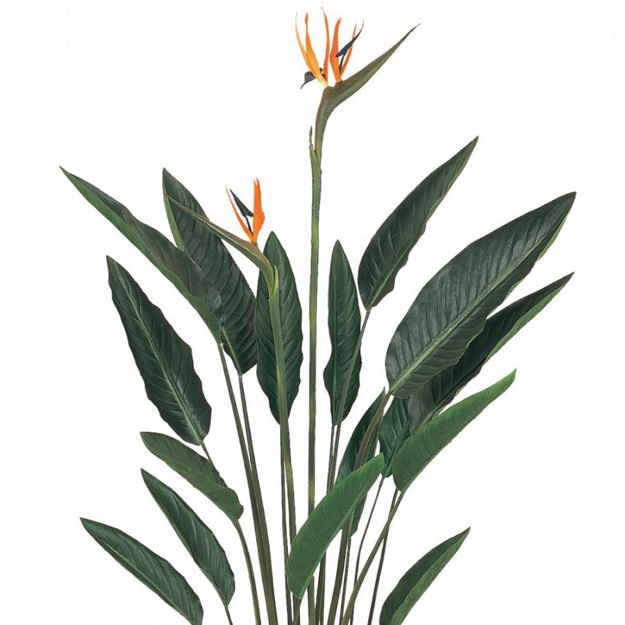 ストレリチア ストレチア 観葉植物 おしゃれ 人気 インテリア