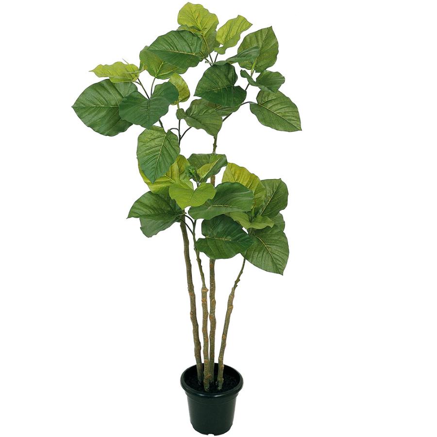 ウンベラータ 人気 インテリアグリーン おしゃれ リアル 観葉植物