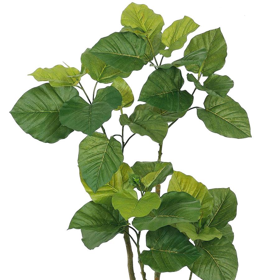 ウンベラータ 人気 インテリアグリーン おしゃれ リアル 観葉植物