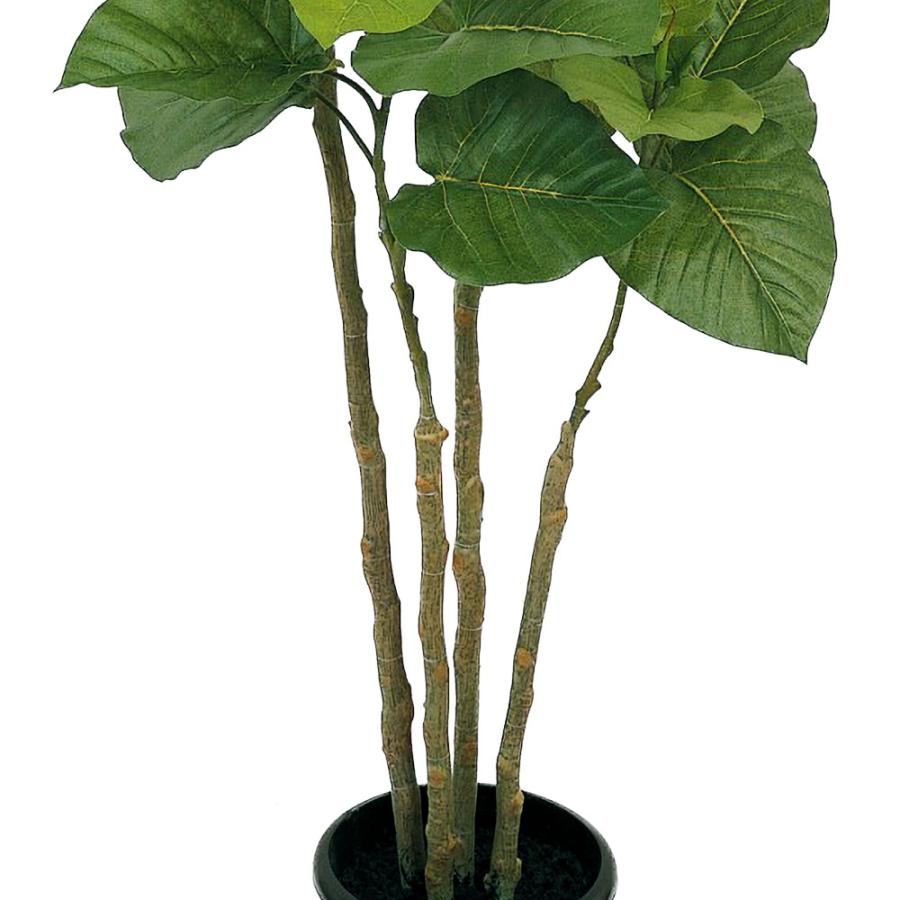 ウンベラータ 人気 インテリアグリーン おしゃれ リアル 観葉植物