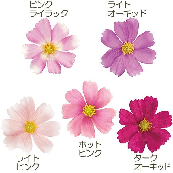 コスモス（美人画・A2サイズ） コスモス 絵画 秋桜 ミニ
